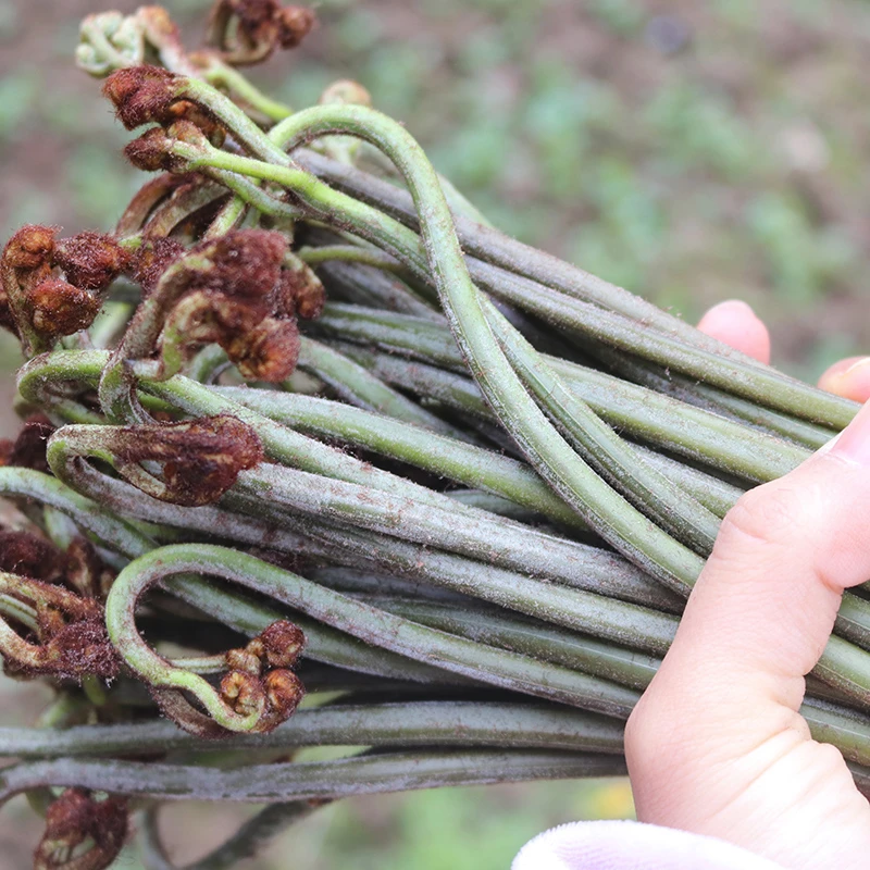 野生蕨菜贵州山间蕨苔新鲜采摘粗纤维蔬菜野生龙爪菜春季偿鲜野菜