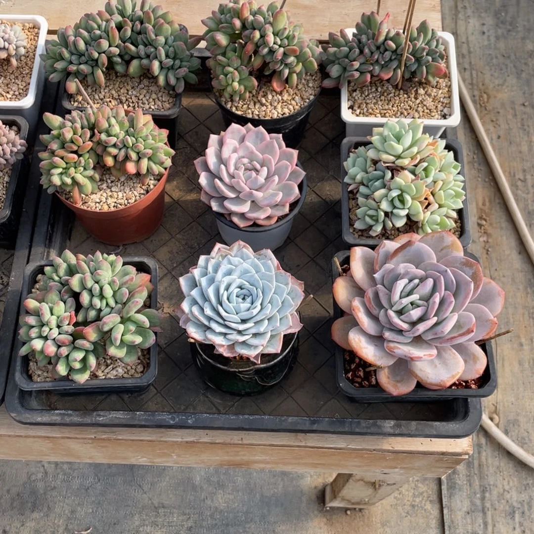 20元自选一物一拍中通快递