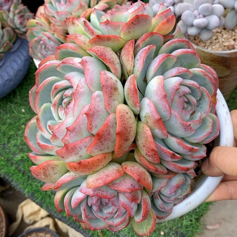 【闪购商品】睿*多肉植物