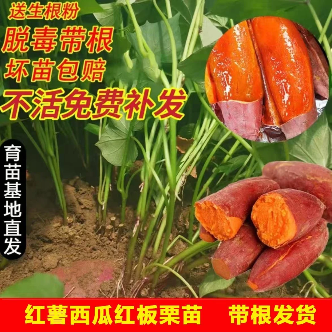 【烟薯25】蜜薯红薯苗紫薯秧苗高产红心脱毒原种苗秧地瓜苗高剪苗