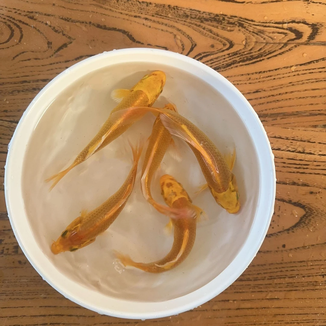 14号【开池福利5条黄金锦鲤】冷水观赏鱼好养耐活