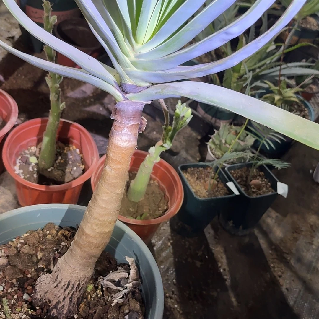 折扇 多肉植物 多肉植物