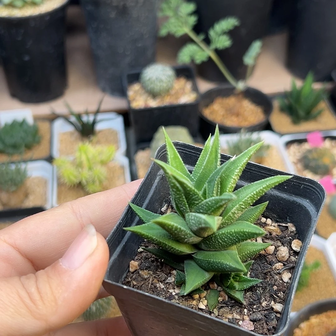 象牙塔一颗一颗一颗