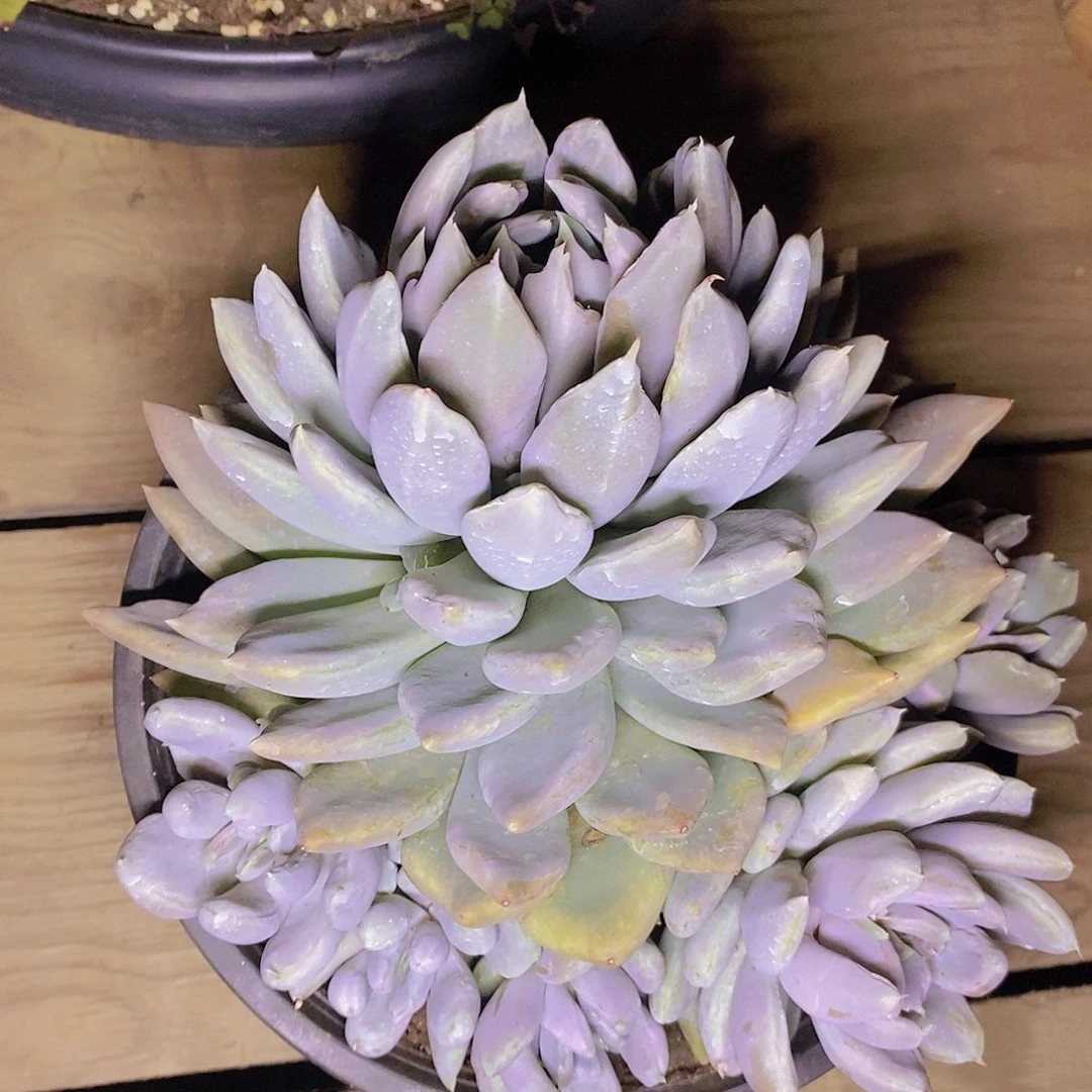 多肉植物美人石化