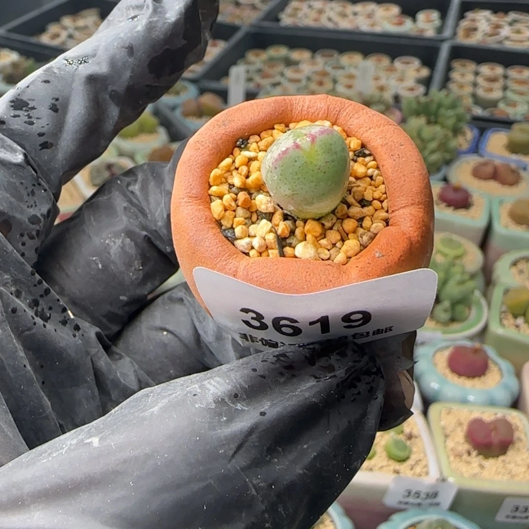 3619-一物一拍 带盆