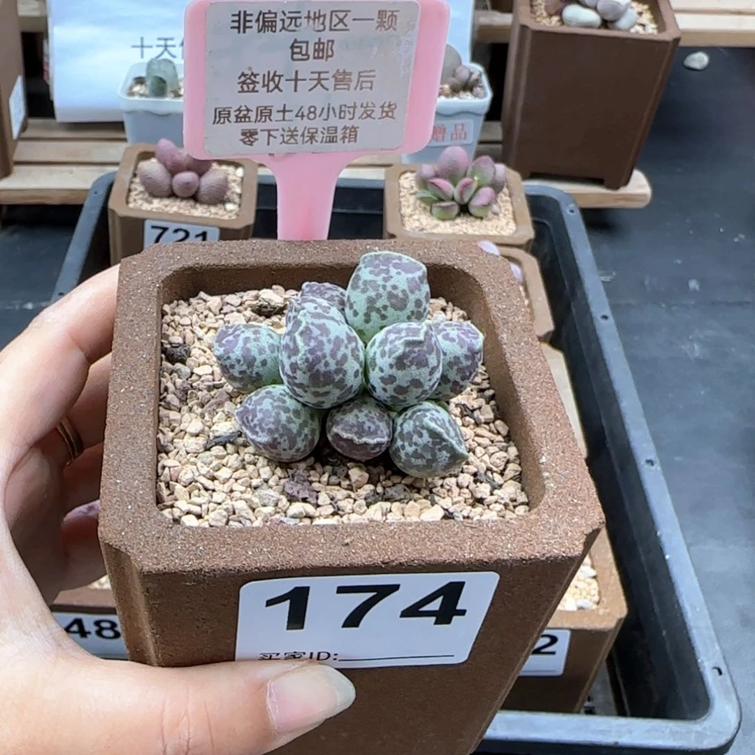 174达摩海报多肉植物