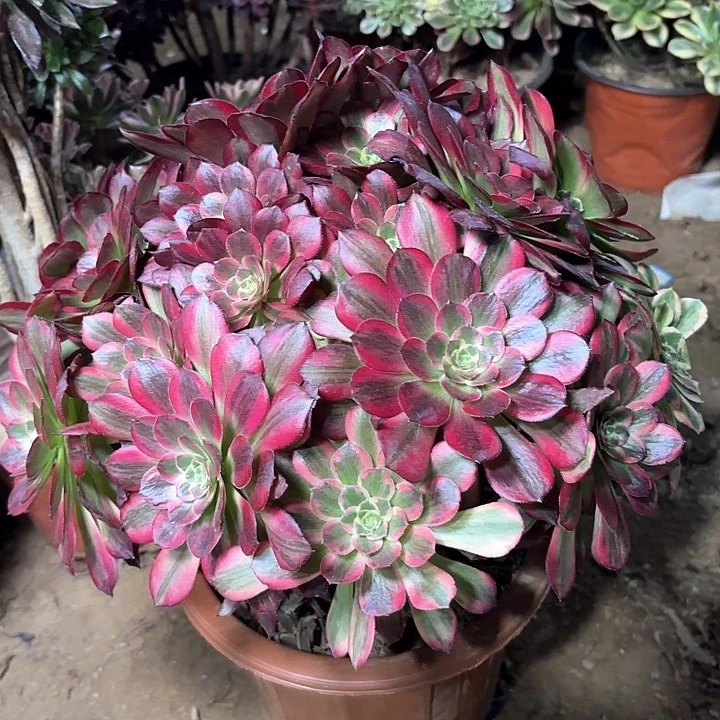 多肉植物法师安娜42