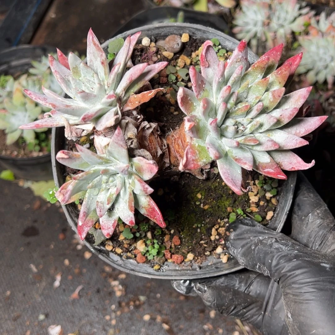 4684哈哈哈哈哈哈哈哈哈