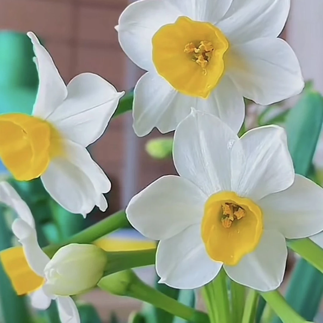 【水仙花八字切花王】漳州水仙花年宵花已养护出根出芽好养易活