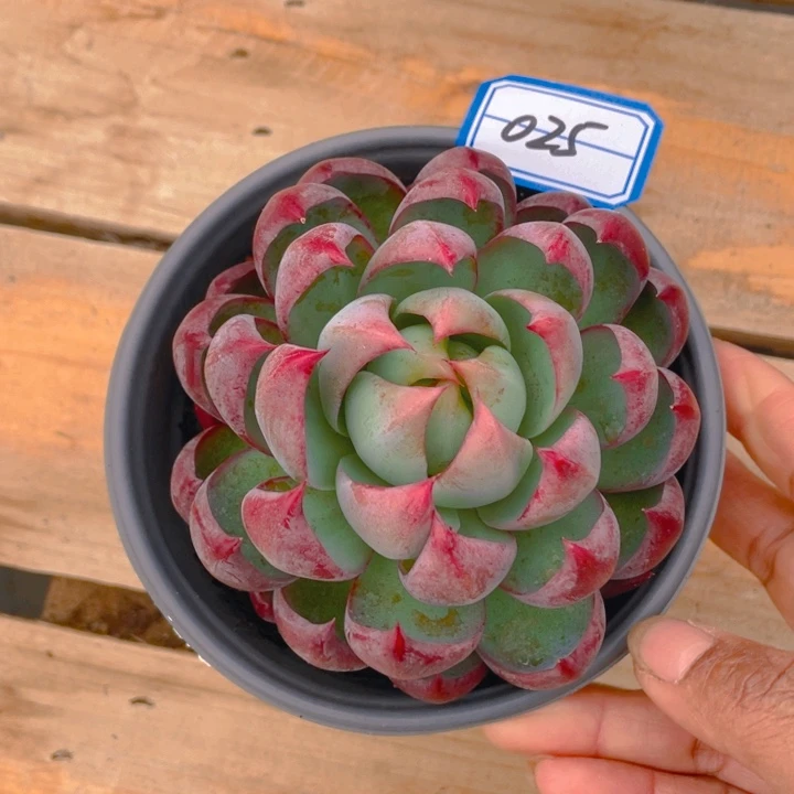 谢谢你的支持000000025