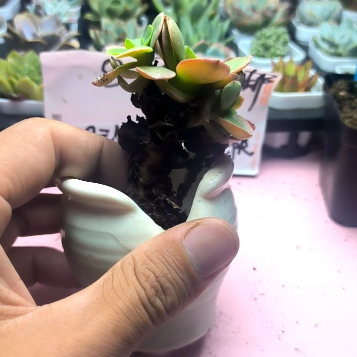 秀妍老庄，满8.8包邮发货谢谢