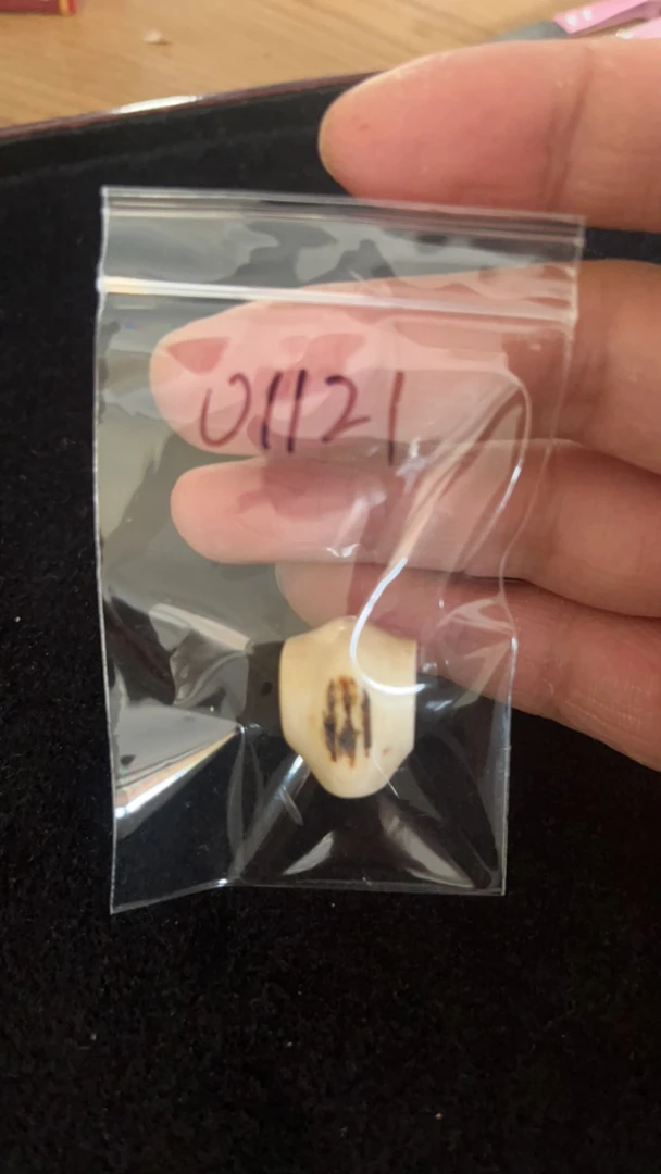 01121猛犸牙鲨鱼背配饰