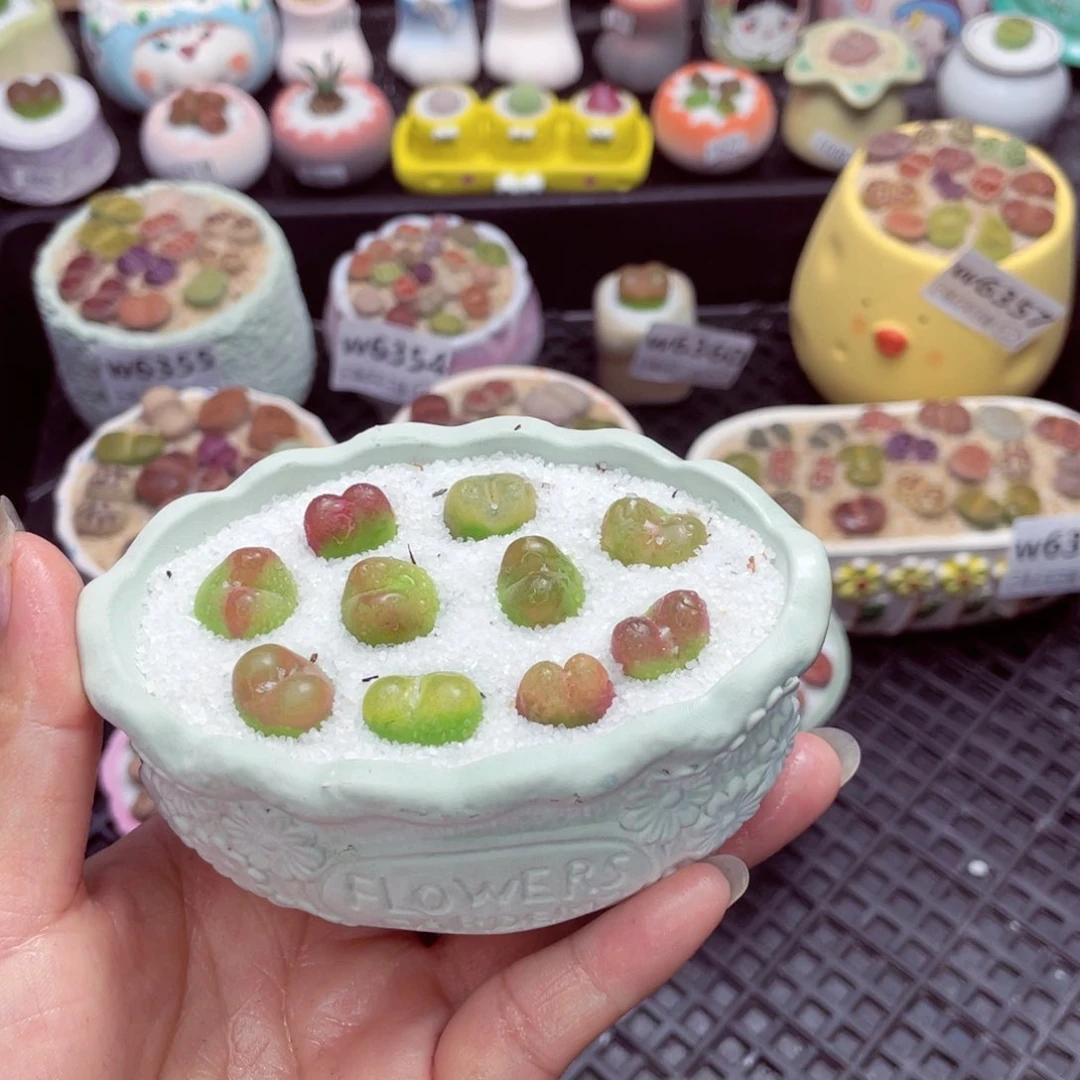 w6367 带盆土发货一物一拍