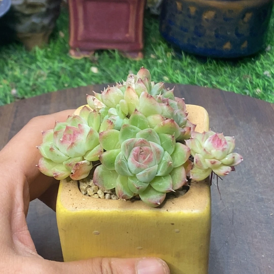 玫瑰女王群生一物一拍