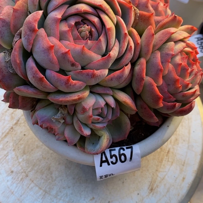 【闪购商品】执**?多肉植物