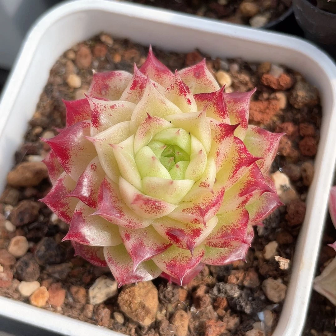 优选麦秆福利9427