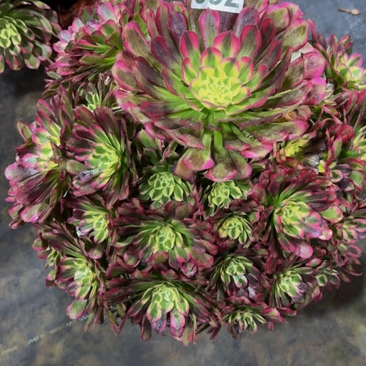 000000992绿体铜壶特价款