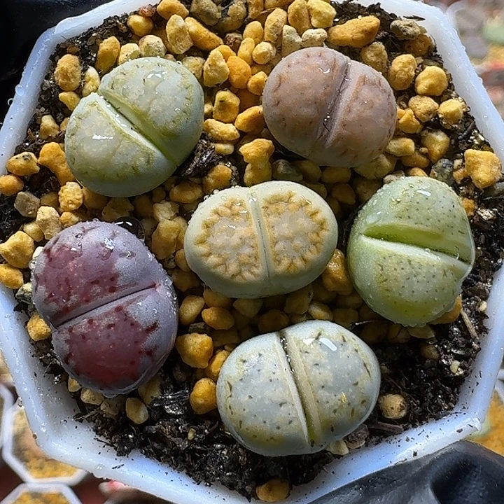 生石花1112222。   106