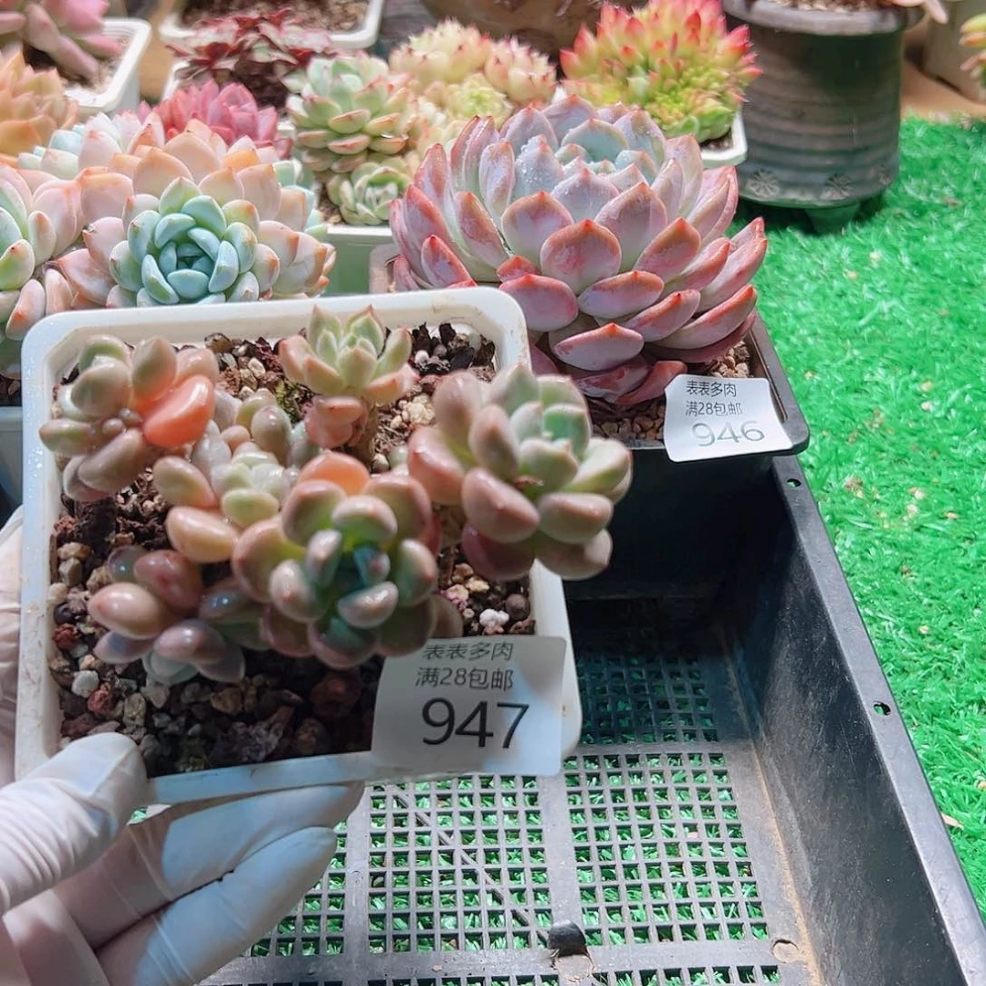 多肉一物一拍植物947