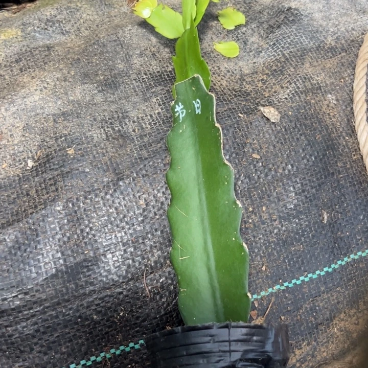 毽***扬节日狂欢嫁接单片小苗一颗70