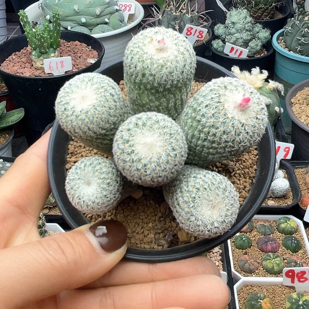 月世界群仙人球仙人球