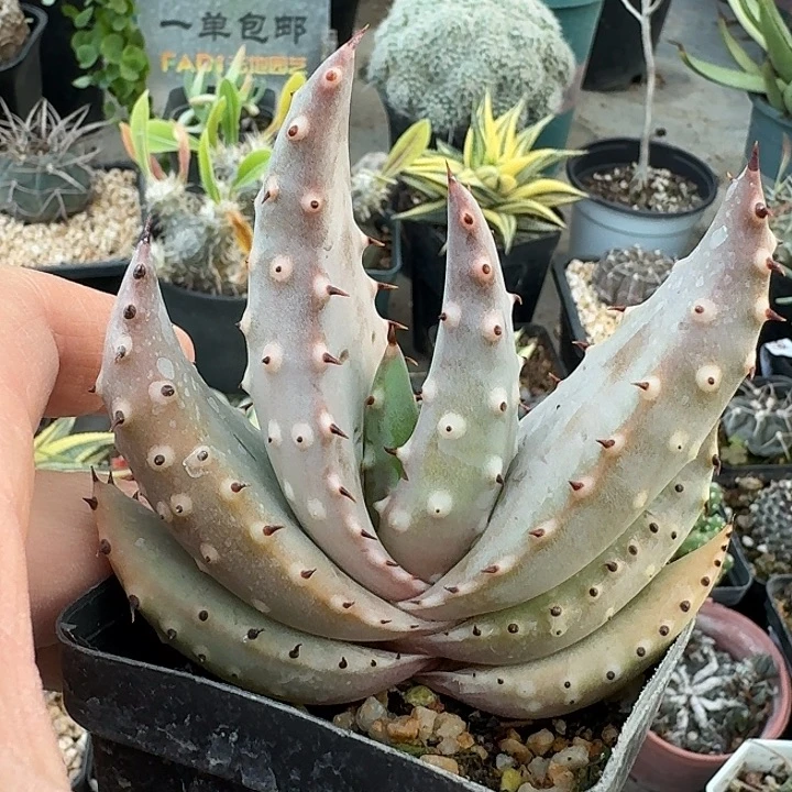 234王刺锦芦荟脱土发货