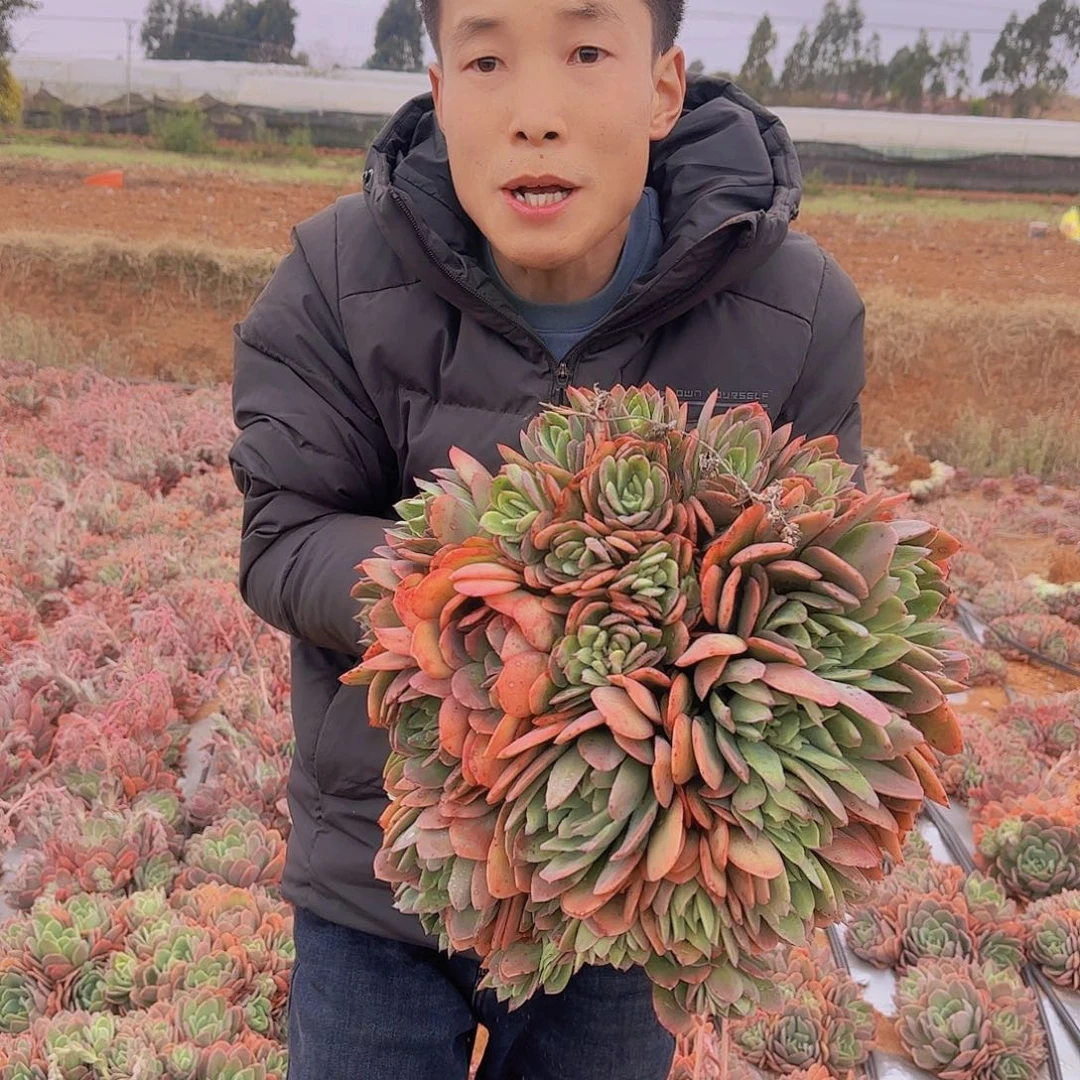 地栽大绮罗多肉多肉