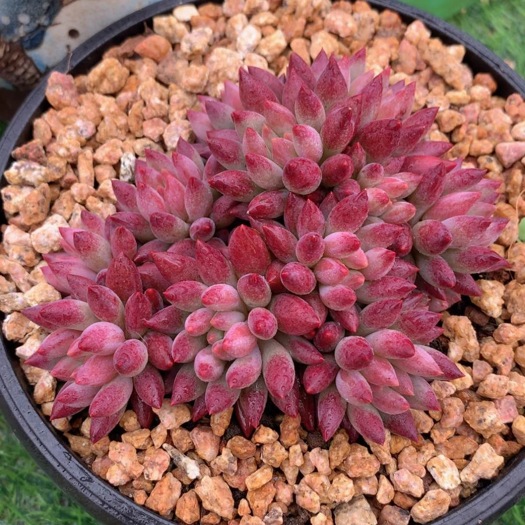 流沙虞美人13 公分一物一拍