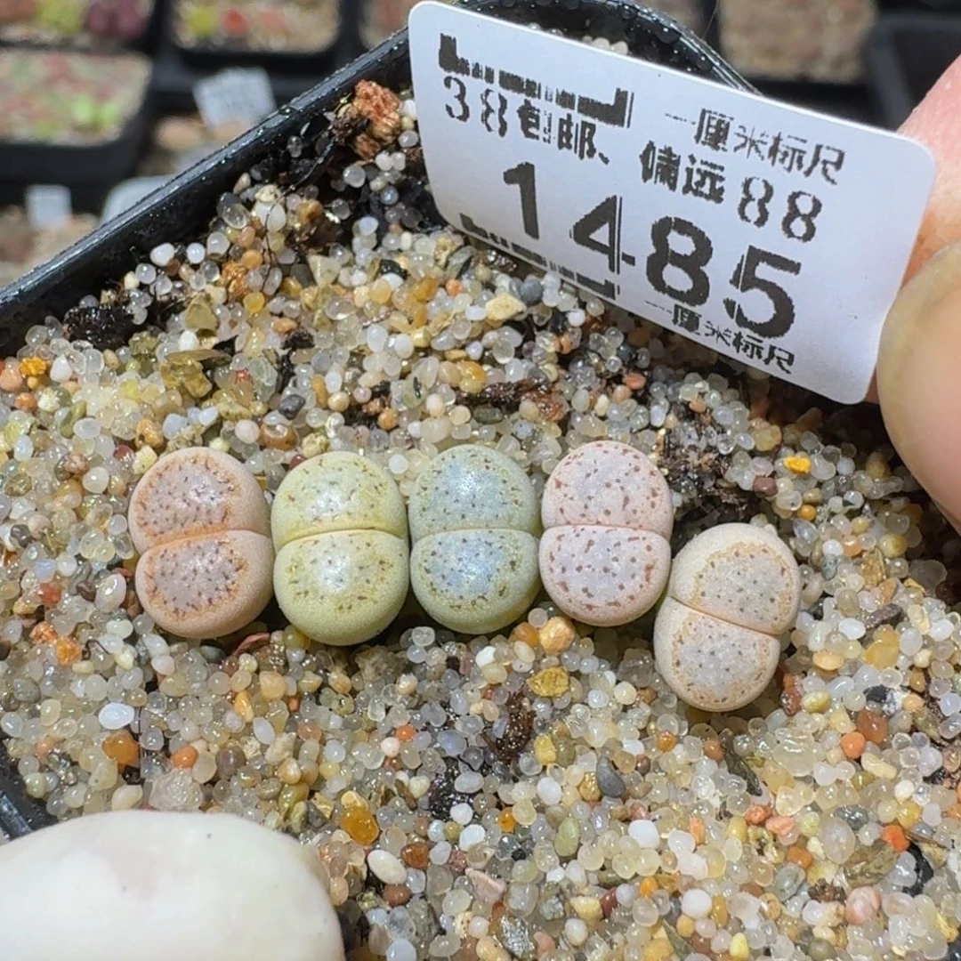 zzzzz生石花肉锥1485