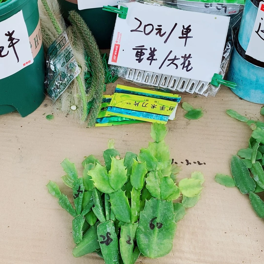 海***林无花朵叶片福利一物一拍