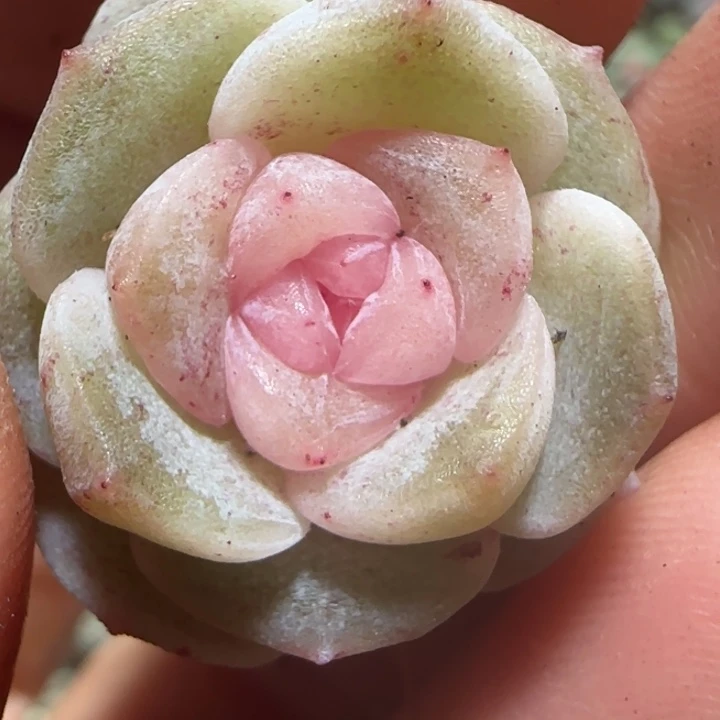 小***茹101绝绝子多肉一棵