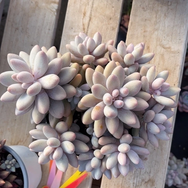 汤圆多肉植物6 1 1