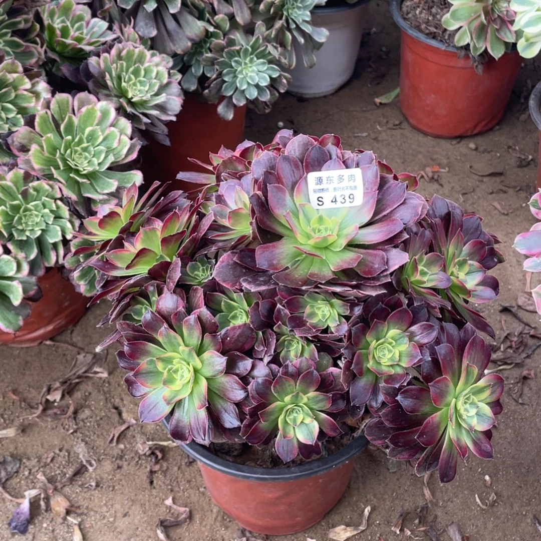 439安娜多肉法师断枝不包