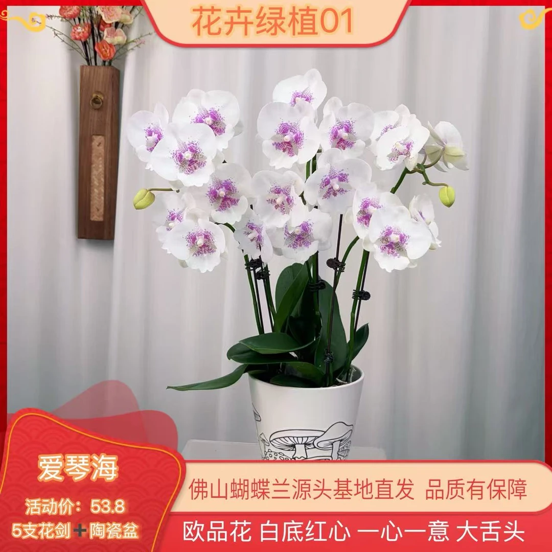 【爱琴海01】高端精品蝴蝶兰室内盆栽/家庭花卉/办公室桌台花