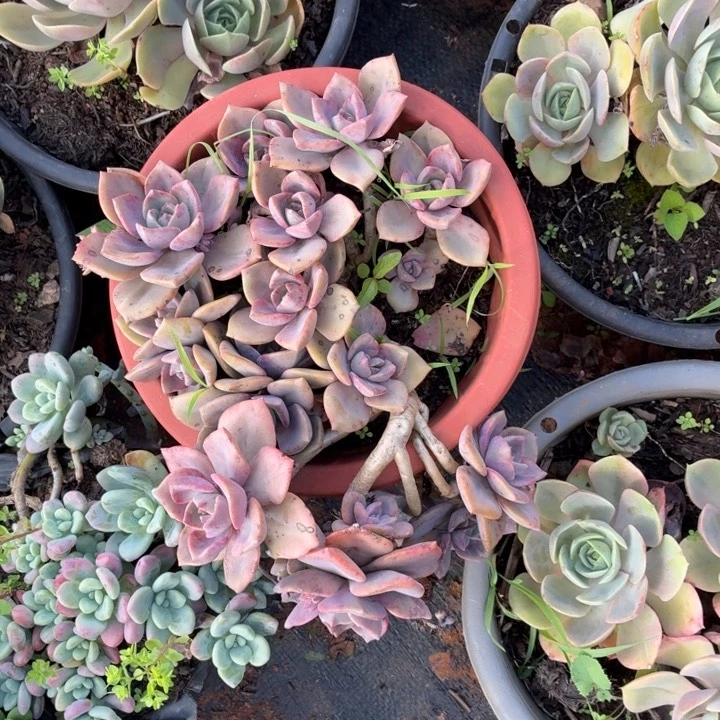 多肉植物，。。。。。。。。。。。。。。