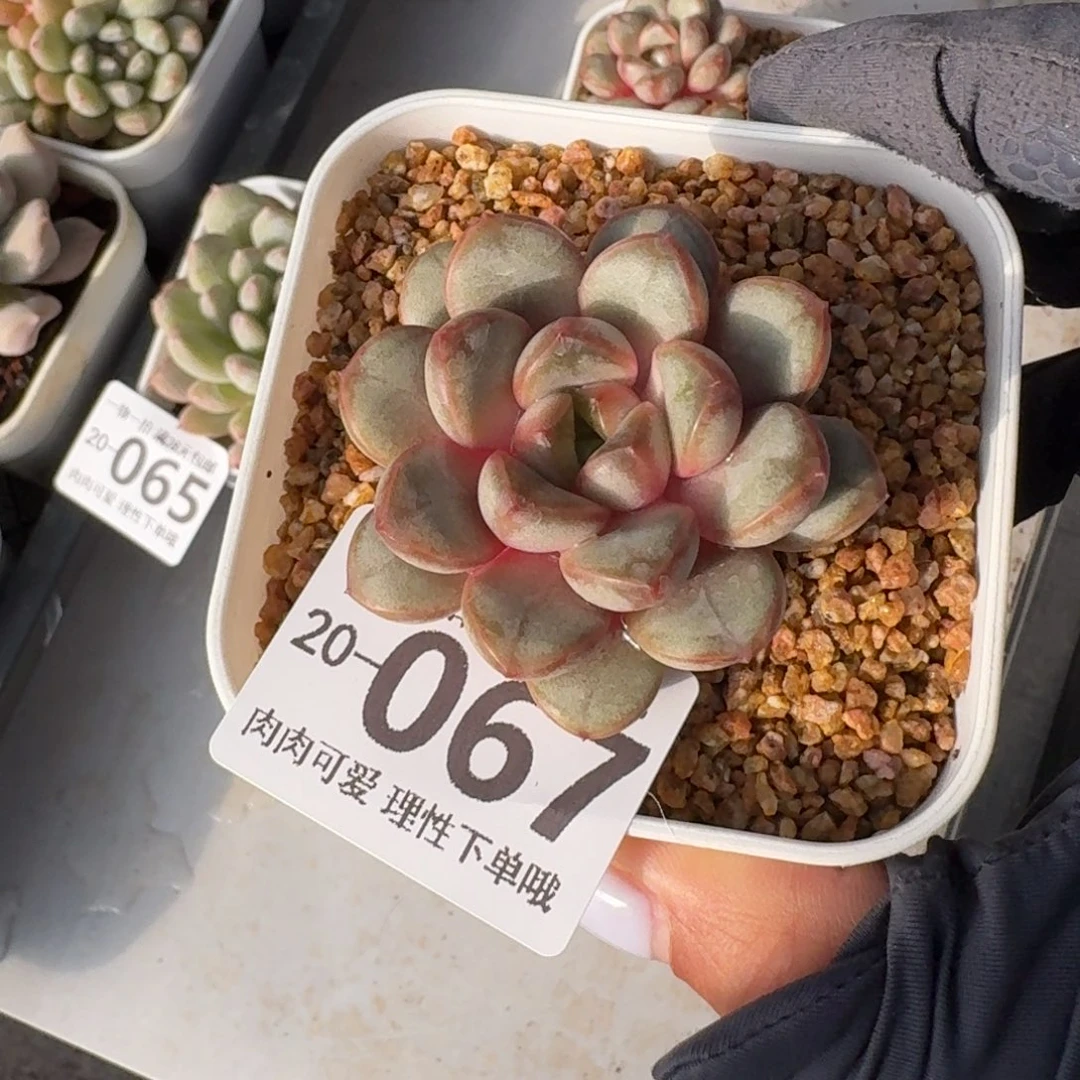 葡萄无盆土发货呀