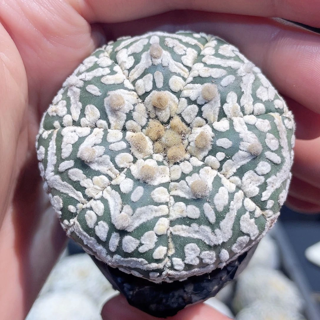 4cm实生战损福利v兜旁边有点裂