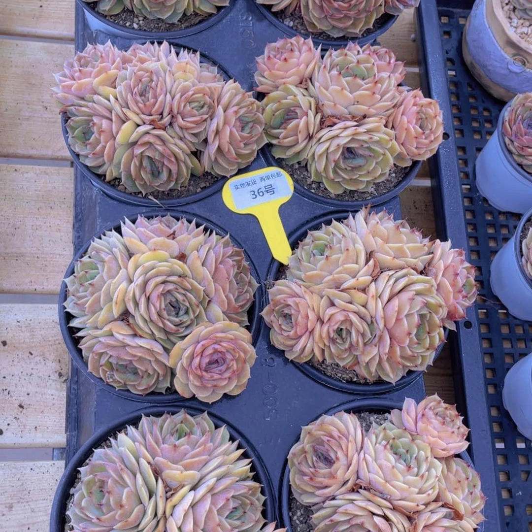 36号 糖心昂斯诺母本大群生五头起一个带土球发货