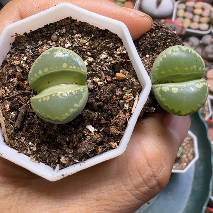 ****生石花12222。  269