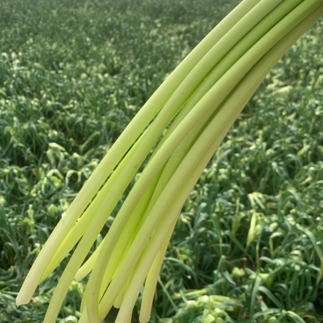 四川蒜薹 新鲜现剥现发 白帽蒜薹包邮