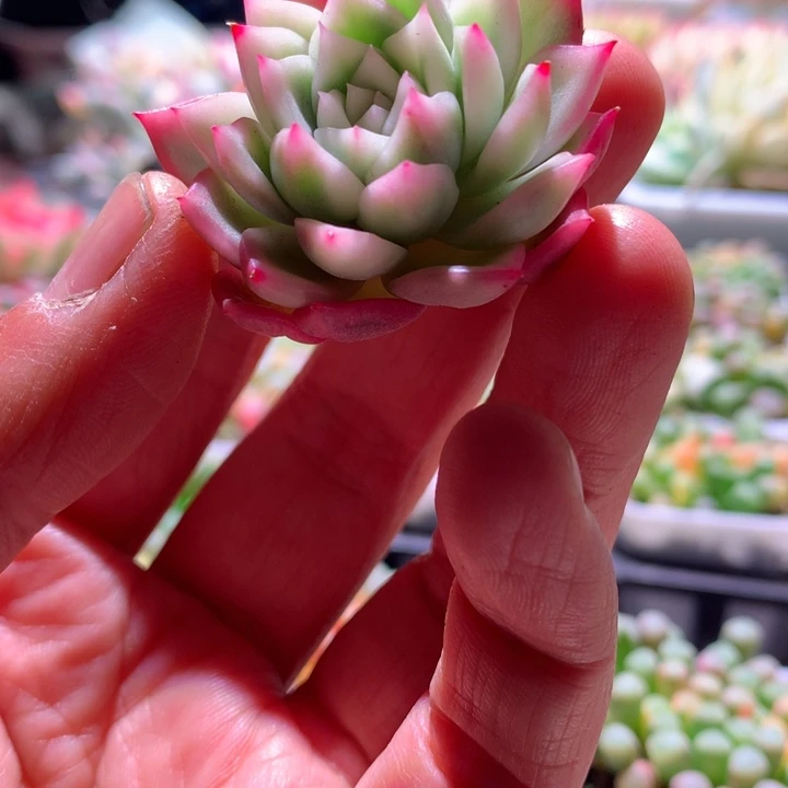 卡里斯托白覆轮锦