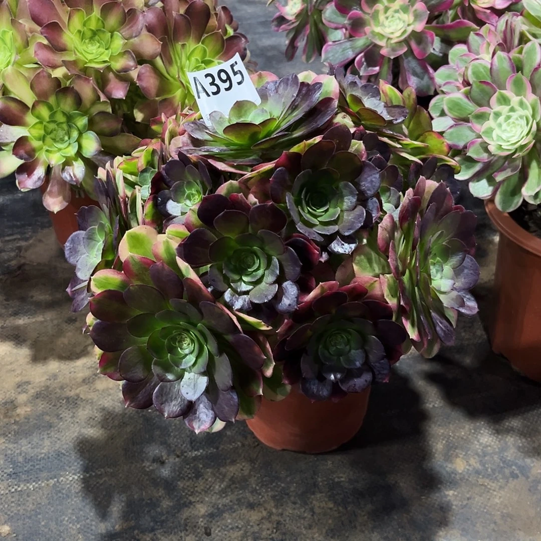 多肉植物雨荷395多肉