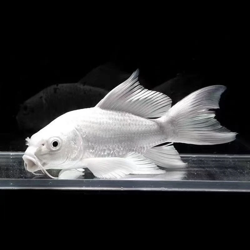 201-300短身球体蝴蝶鲤冷水观赏鱼好养耐活