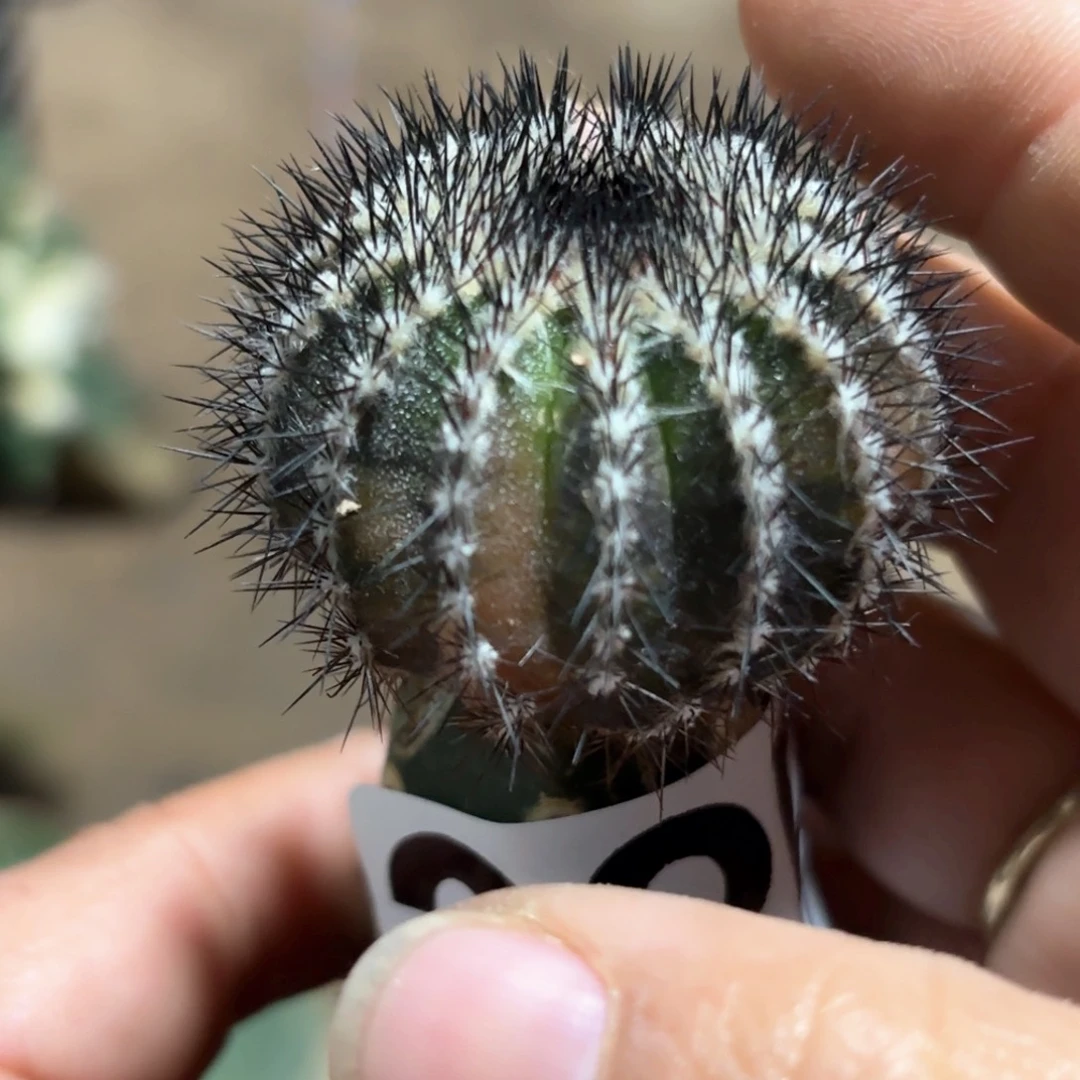 龙*尤波球锦仙人球285