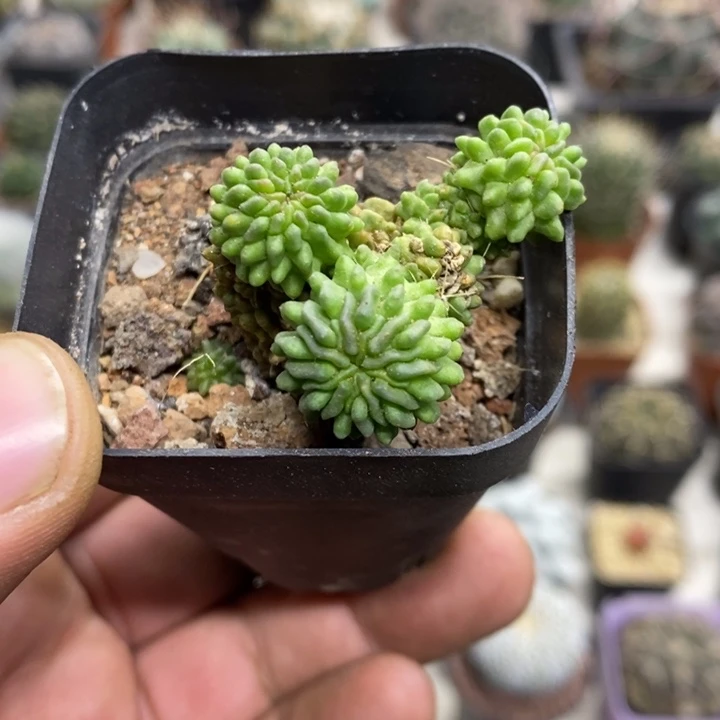 蝌蚪球群特价福利