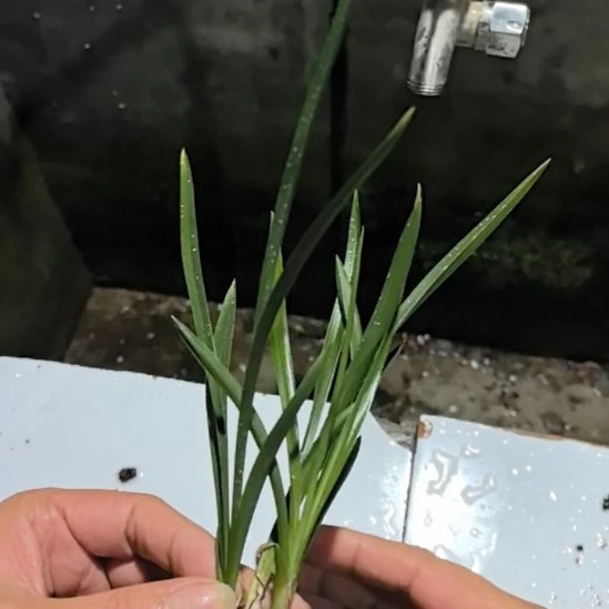 完全开放环球荷鼎三个苗