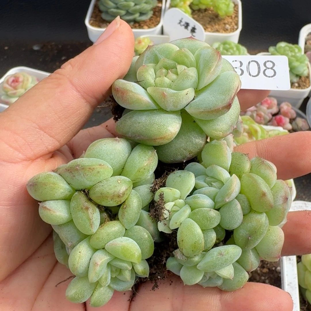 一物一拍一物一拍1107-308