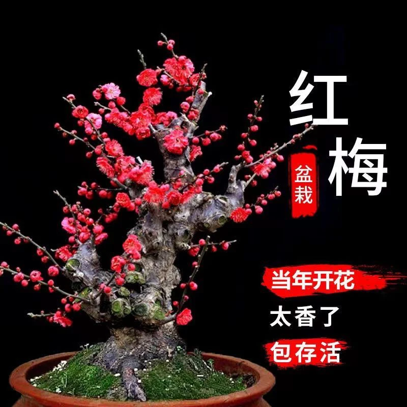 【一物一拍】浓香型带芽梅花树老桩盆栽耐寒耐热适合室内外种植