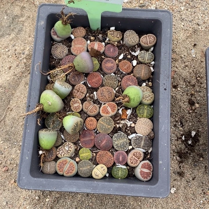 ****子生石花等植物的610