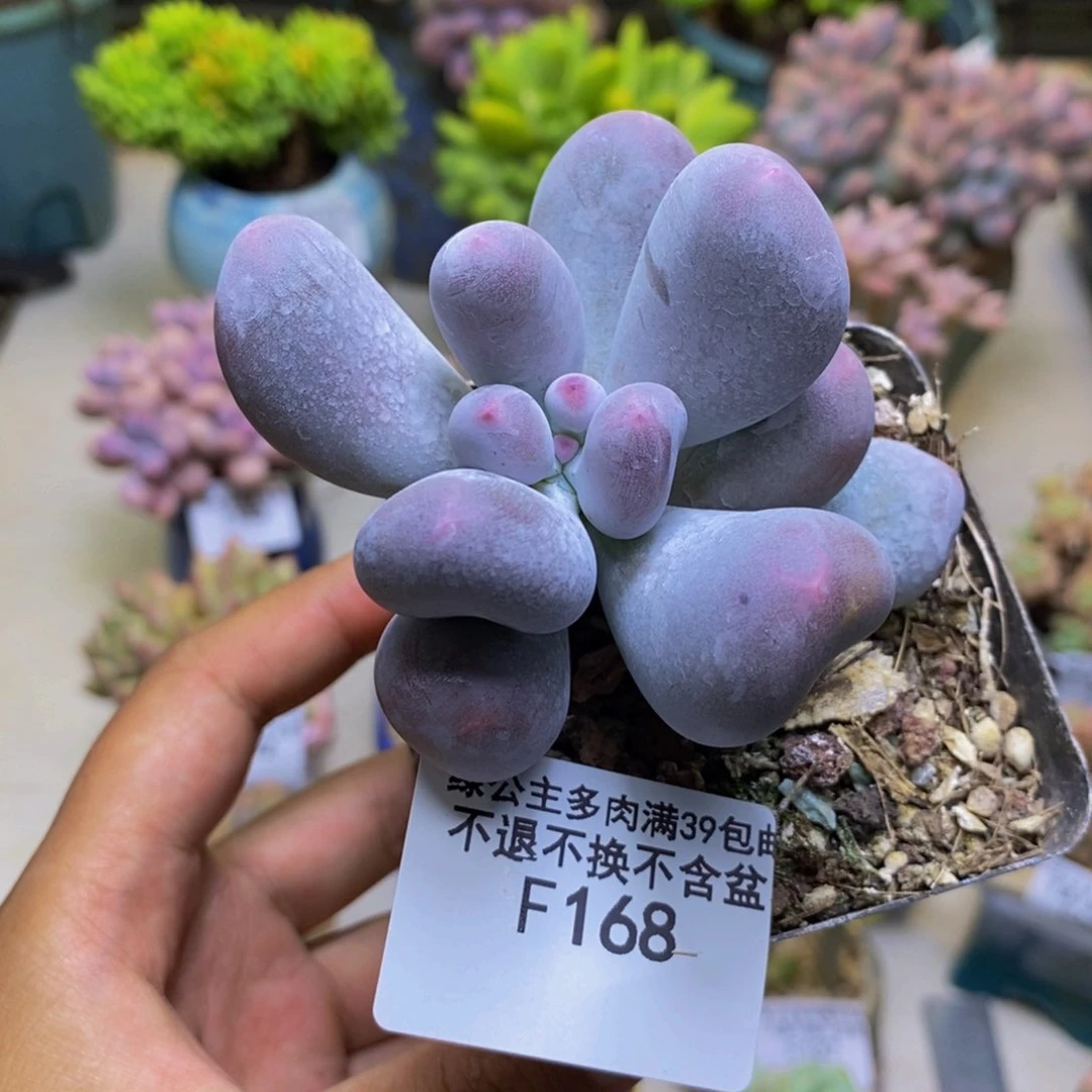 168米可奶多肉6cm